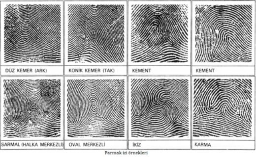 Dna Parmak zi